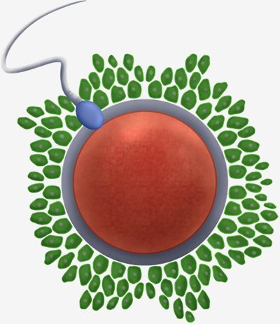 CatFlux Solutions暸解您的（使用）精蟲是否可以自然受精 